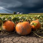 Close-up of orange pumpkin vines in a Canadian field with cracked dry soil, dark storm clouds above, and blurred farm buildings in the distance.